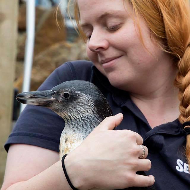 Women with orange hair in a plait and a navy blue SEA LIFE polo is hugging a penguin to her chest.