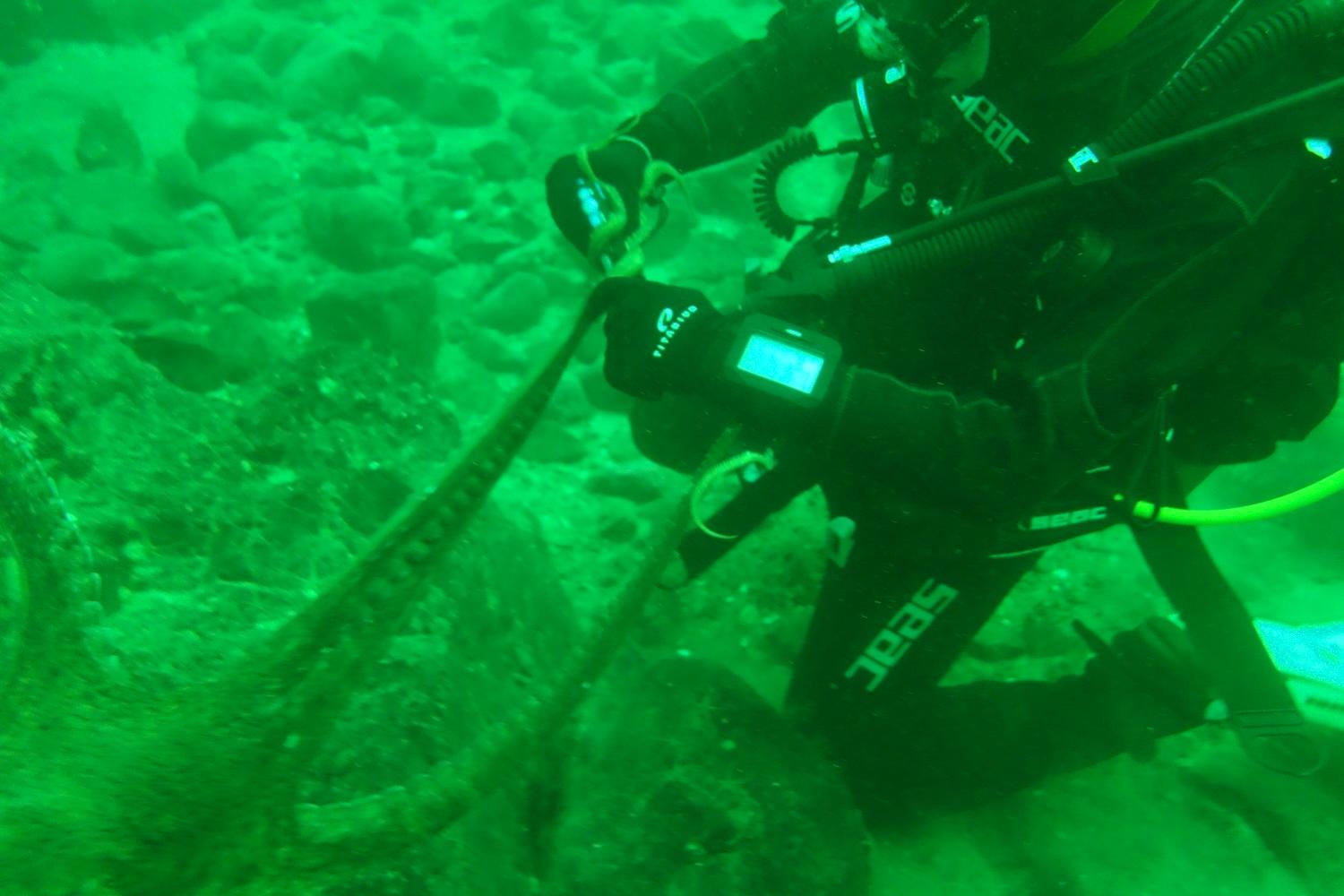 Diver underwater in a full suit, oxygen mask and gloves is examining the leg of an octopus. There is a green tint on the image.